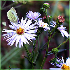 photo "Tell fortunes to me on a camomile :-)"