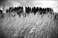 фото "Белое и черное"