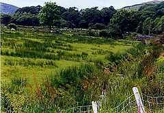 photo "Pastures Green"