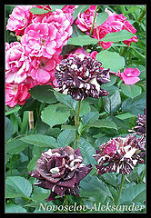 photo "Roses"