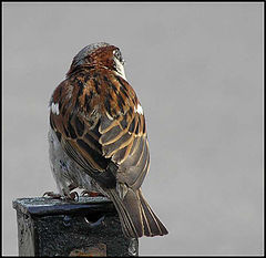 photo "Proud mountain bird )"