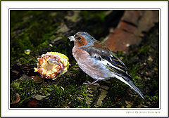 photo "Chaffinch"