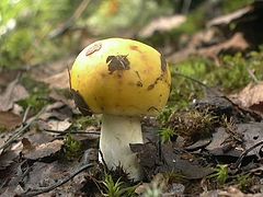 фото "Сыроежка"