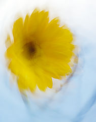 photo "Soft Radiance"