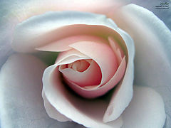 photo "Rose"