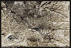 фото "Winter Forest"