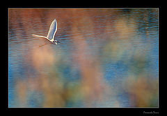 photo "A dream flight"