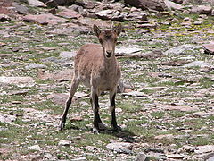 фото "Wild Goat"