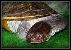 photo "... And you, whence have undertaken!... (the Turtl"