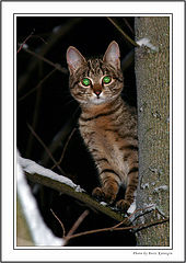 photo "Two green eyes in night"