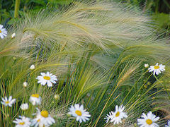 photo "Feather grass in camomiles"
