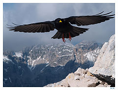 photo "Mountain bird"