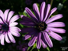 photo "Shadows and Light with a little friend !"