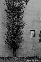 photo "Wall"