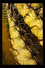 photo "Dangerous !"