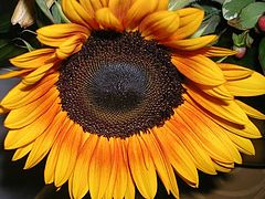 фото "Sunflower"