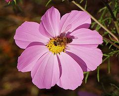 photo "Bee"