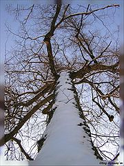 photo "It is dear in the sky."