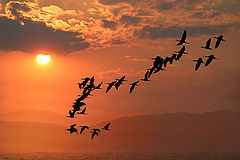 photo "Flight"