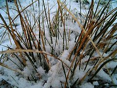 фото "Winter."