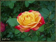 photo "Joseph`s Coat rose"