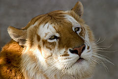 фото "beatifull amazing beast"
