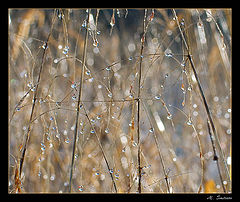 photo "Crystal quartet"