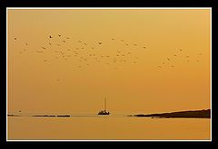 фото "Gold color"