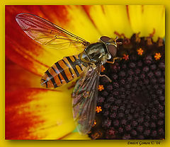 фото "~Воспоминания о лете~ (Episyrphus balteatus)"