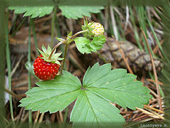 фото "Strawberry"