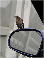 photo "All of us inhabitants of the big city"