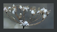 photo "Cocktail "Autumn with ice""