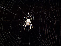 photo "Night patrol"