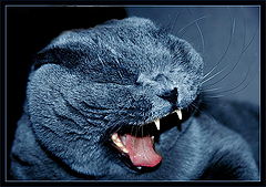 photo "Get o-o-u-u-ut!"