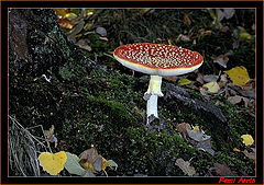 photo "red mushroom"