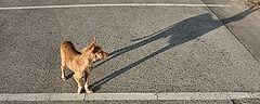 photo "The dog and the shadow"