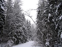photo "Winter"
