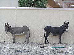 photo "Friends"