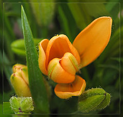 photo "Lilly"