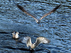 фото "Starts at Ladoga Lake"