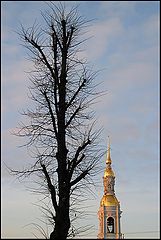 фото "Кудрявое деревво и колокольня Никольского собора з"