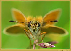 photo "~Butterfly~"