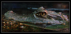 photo "Smile...)     (Cayman crocodile)"