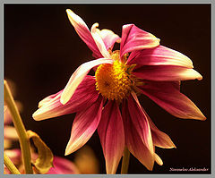 photo "Flower"
