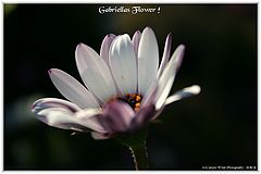 photo "Gabriella"s Flower"