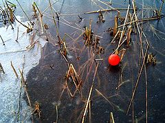 фото "Red."