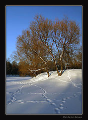photo "2005. Winter etude-1"