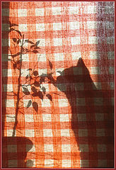 photo "Breakfast at a window"