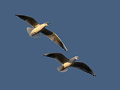 фото "Gull in flight 3"