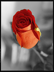 photo "***"